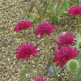 Knautia macedonica