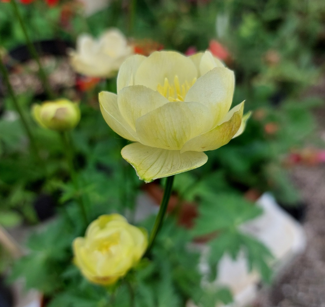 Trollius × cultorum 'New Moon'