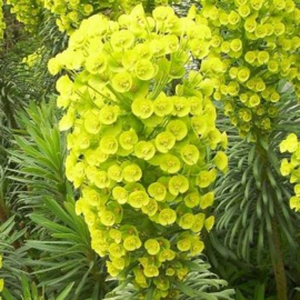 Euphorbia characias ssp. wulfenii