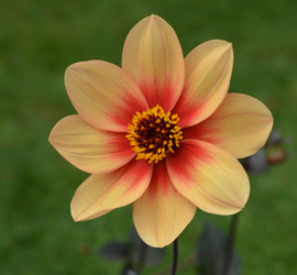 Dahlia 'Sunshine'