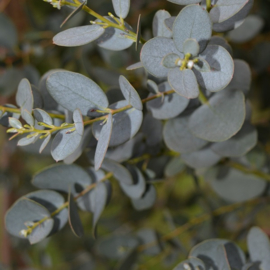 Eucalyptus gunnii ssp. divaricata