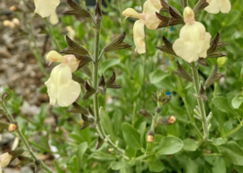 Salvia microphylla 'Salvinio Lemon'®