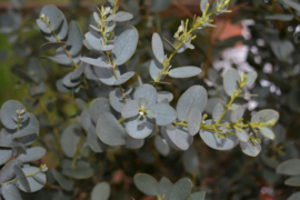 Eucalyptus gunnii ssp. divaricata