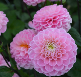 Dahlia 'Wizard of Oz'
