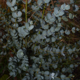 Eucalyptus archeri