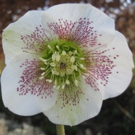 Helleborus hybr 'Single Red Spickles Strain'