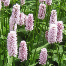 Persicaria bistorta 'Superba'