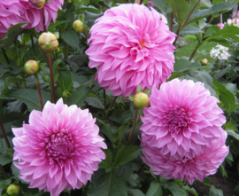 Dahlia 'Vassio Meggos'