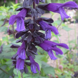 Salvia's