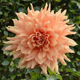 Dahlia  'Ben Huston'