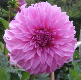 Dahlia 'Vassio Meggos'