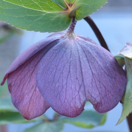 Verzorging Helleborus