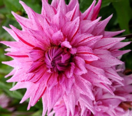 Dahlia 'American Dream'®
