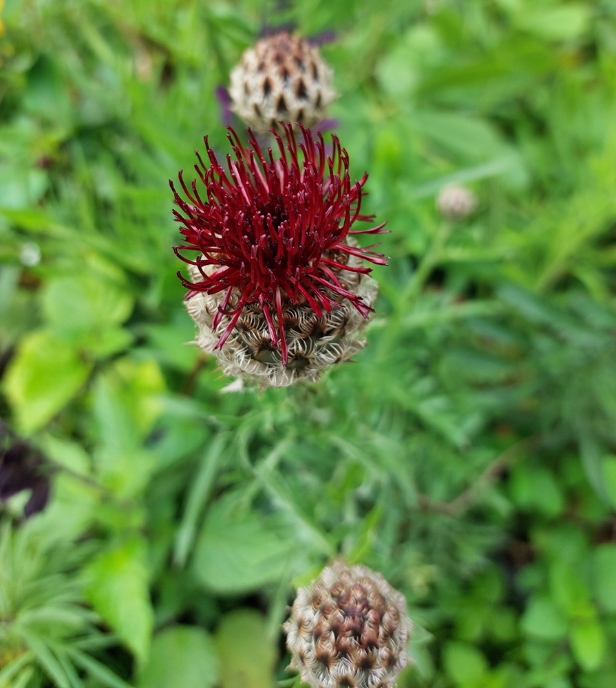 Centaurea atropurpurea
