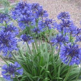 Agapanthus 'Midnight Star' strain