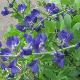 Baptisia australis