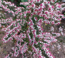 Borderpakket Magenta volle zon, 4.5m2