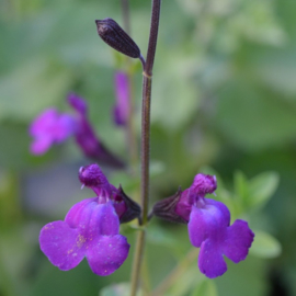 Salvia 'Dyson's Gem'