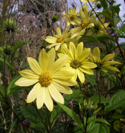 Helianthus 'Lemon Queen'