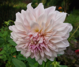 Dahlia 'Shiloh Noëlle'