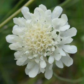 Scabiosa ochroleuca