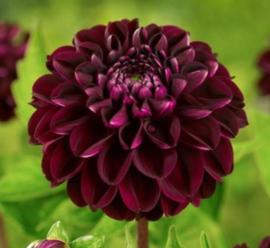 Dahlia 'Dark Spirit'