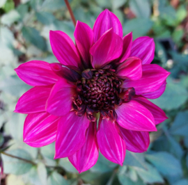 Kleurrijke dahliaborder vierkant