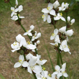 Libertia formosa