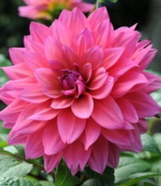 Dahlia 'Feline Yvonne'