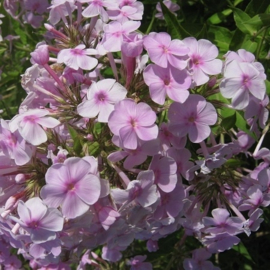 Phlox paniculata 'Lilac Clouds'