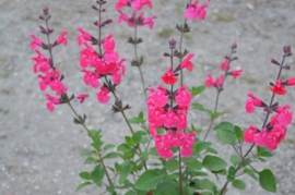 Salvia 'Pink Pong' ®