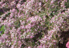 Aster lateriflorus 'Lady in Black'