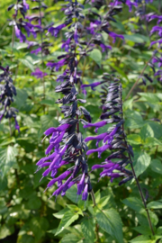 Salvia 'Amistad' (PBR)