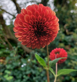 Dahlia 'Copperboy'