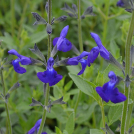 Salvia microphylla 'Blue Monrovia'