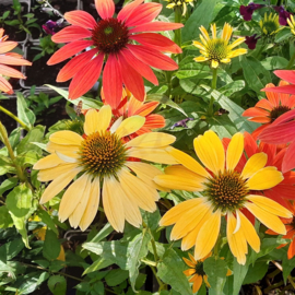 Echinacea purpurea 'Cheyenne's Spirit'