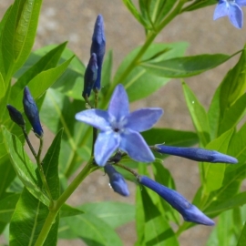 Amsonia 'Blue Ice'