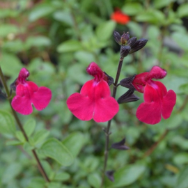 Salvia microphylla  'Fantasia'