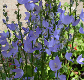 Campanula pyramidalis