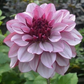 Dahlia 'Crème de Cassis'