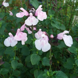 Salvia microphylla 'Blind Faith'