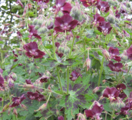 Geranium phaeum 'Samobor'