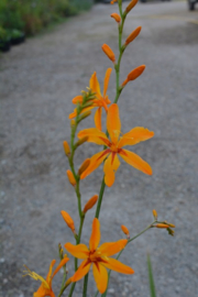 Crocosmia 'Salsa'