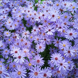 Aster cordifolius hybr. 'Little Carlow'