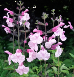 Salvia microphylla 'Henny'