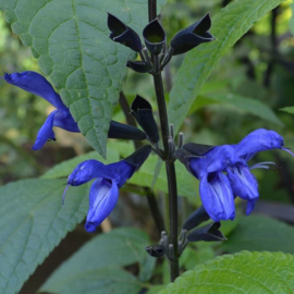 Salvia guaranitica 'Black and Blue'