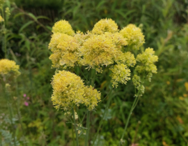 Thalictrum flavum ssp. glaucum
