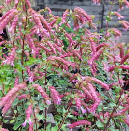 Origanum 'Bristol Cross'