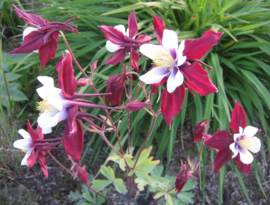 Aquilegia 'Louisiana' (State Series)