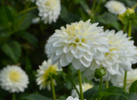 Dahlia 'Snow Cap'
